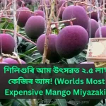 শিলিগুৰি আম উৎসৱত ২.৫ লাখ/কেজিৰ আম! (Worlds Most Expensive Mango Miyazaki), know about Miyazaki, Miyazaki in north east india, Miyazaki agartala