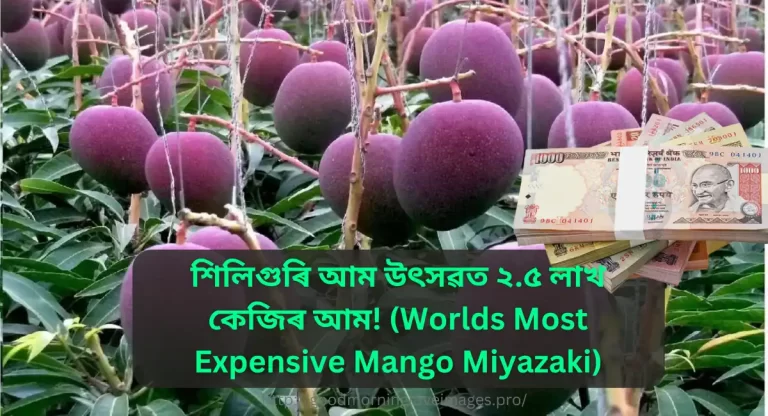 শিলিগুৰি আম উৎসৱত ২.৫ লাখ/কেজিৰ আম! (Worlds Most Expensive Mango Miyazaki), know about Miyazaki, Miyazaki in north east india, Miyazaki agartala