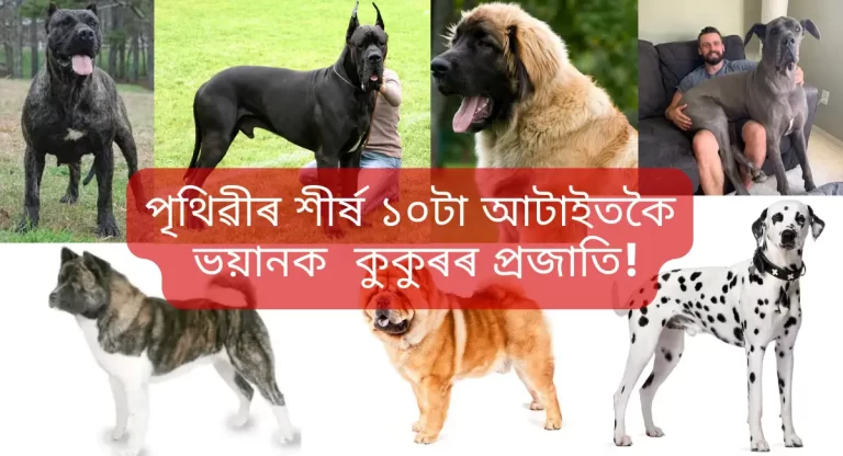 Top ten most dangerous dogs in the world,পৃথিৱীৰ শীৰ্ষ ১০টা আটাইতকৈ ভয়ানক কুকুৰৰ প্ৰজাতি!