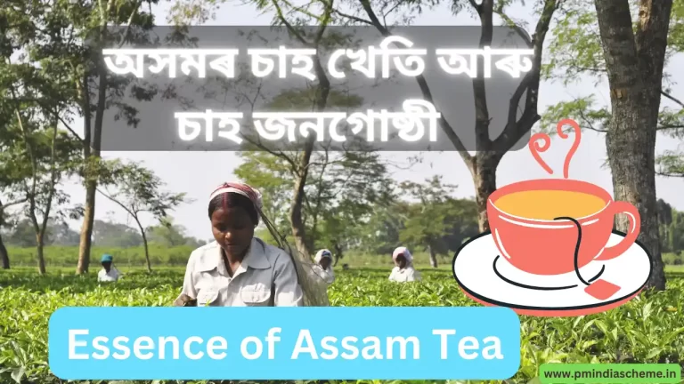 Essence of Assam Tea