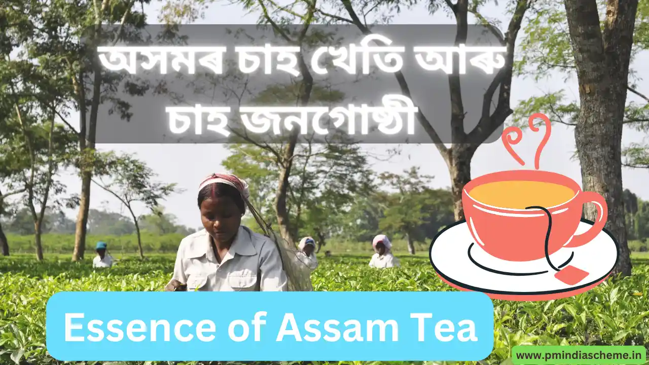 Essence of Assam Tea